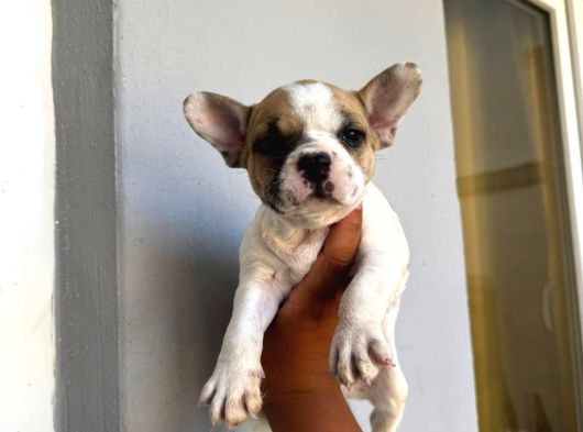 French Buldog görsel