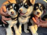 Sibirya Kurdu ( Husky )