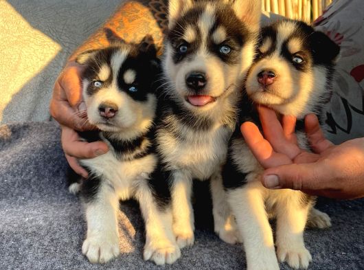 Sibirya Kurdu ( Husky )