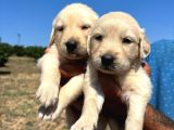 Golden Retriver