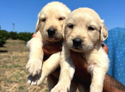 Golden Retriver