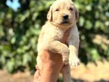 Golden Retriver
