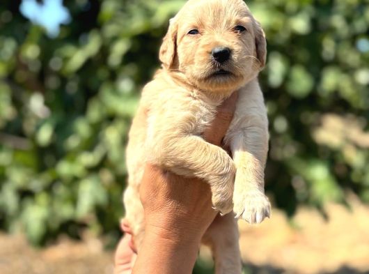 Golden Retriver görsel