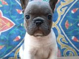 French Buldog