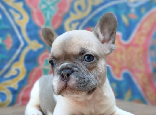 French Buldog