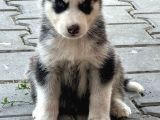 Sibirya Kurdu ( Husky )