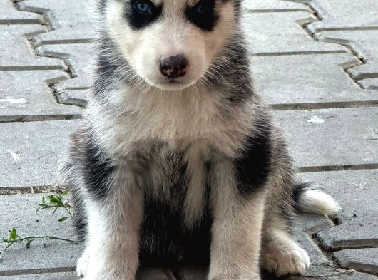 Sibirya Kurdu ( Husky ) görsel