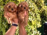 Maltipoo Yavrular
