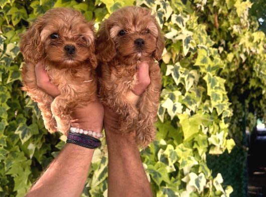 Maltipoo Yavrular görsel