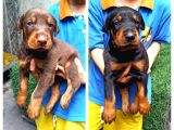 Doberman