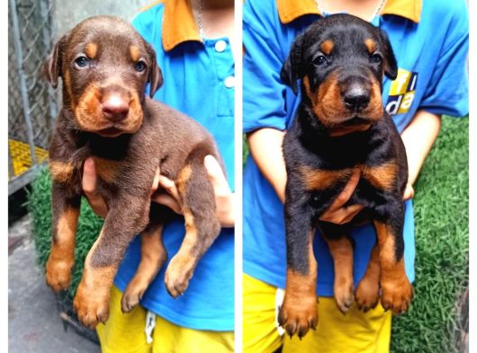 Doberman görsel