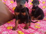 Doberman