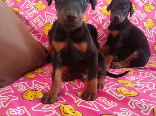 Doberman görsel