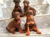 Doberman