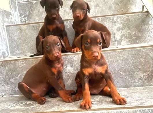Doberman