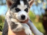 Sibirya Kurdu ( Husky )