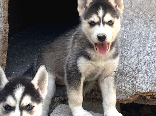 Sibirya Kurdu ( Husky ) görsel