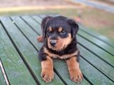 Rottweiler Yavrular