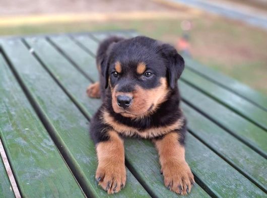 Rottweiler Yavrular görsel