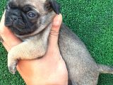 Pug Mops
