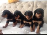 Rottweiler Yavrular