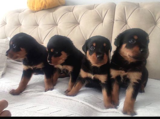 Rottweiler Yavrular görsel