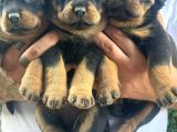 Rottweiler Yavrular