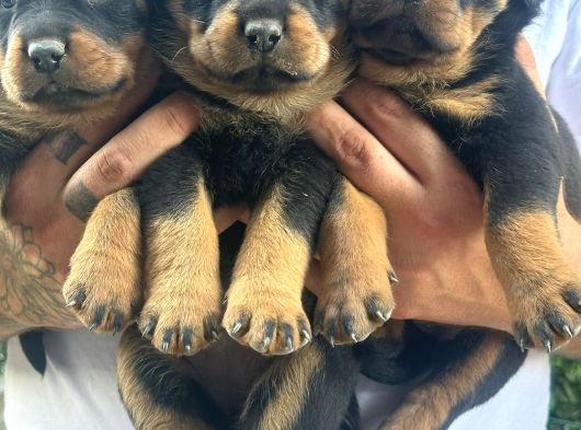 Rottweiler Yavrular görsel
