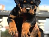 Rottweiler Yavrular
