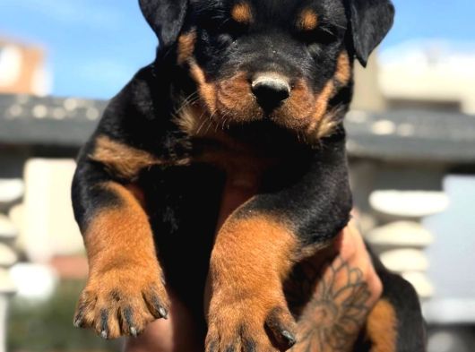 Rottweiler Yavrular