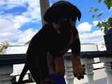 Rottweiler Yavrular