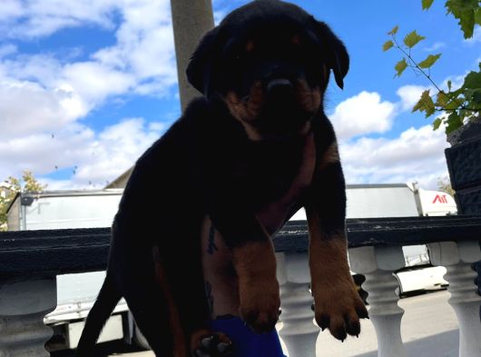 Rottweiler Yavrular görsel