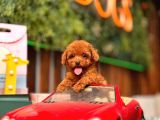 Kore Ve Toy Poodle Türkiye Güzelleri