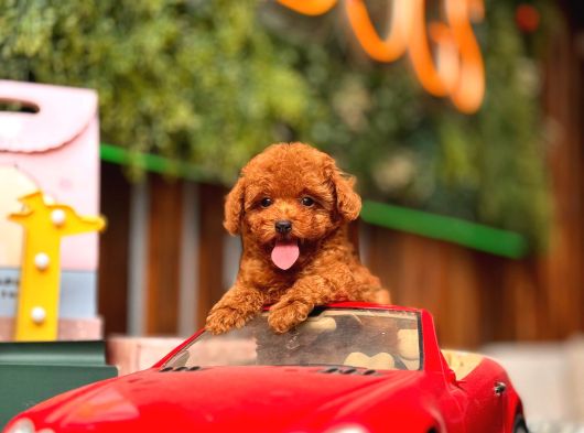 Kore Ve Toy Poodle Türkiye Güzelleri görsel