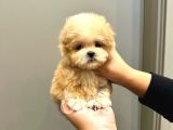 TEACUP MALTİPOO BEBEKLER