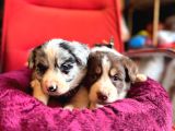 A kalite border collie yavrularımız sizi bekliyor
