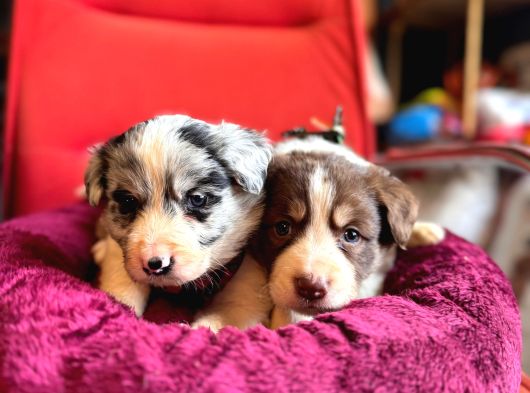 A Kalite Border Collie Yavrularımız Sizi Bekliyor