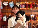 A Kalite Border Collie Yavrularımız Sizi Bekliyor