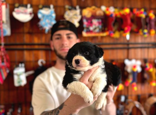 A Kalite Border Collie Yavrularımız Sizi Bekliyor görsel