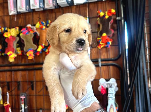 Burkem Çiftliğimizden Akıllı Bir Dost görsel