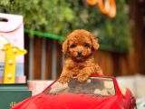 Kore Ve Toy Poodle Türkiye Güzelleri