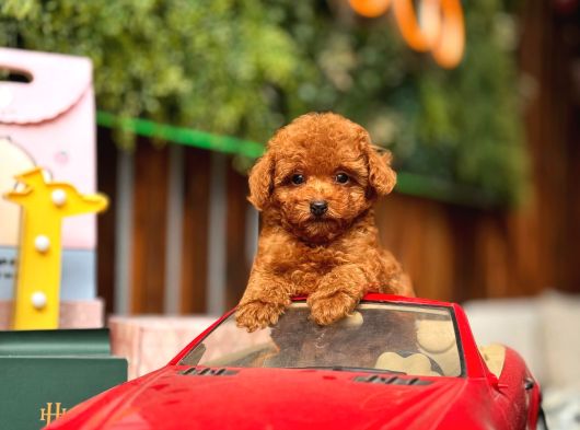 Kore Ve Toy Poodle Türkiye Güzelleri görsel
