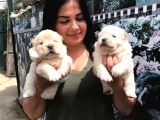 Beyaz Chow Chow Yavrularımız