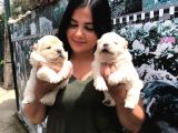 Beyaz Chow Chow Yavrularımız