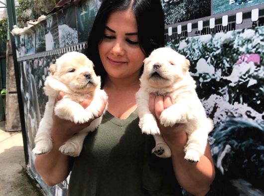 Beyaz Chow Chow Yavrularımız görsel