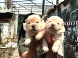 Beyaz chow chow yavrularımız