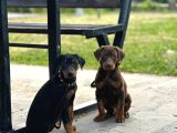 Doberman Di̇şi̇-Erkek Yavrular