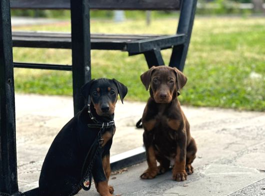 Doberman Di̇şi̇-Erkek Yavrular görsel