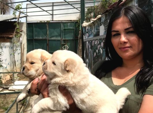 Beyaz Chow Chow Yavrularımız görsel