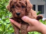 Kali̇teli̇ Malti̇po Bebekler